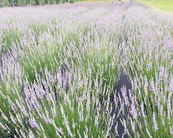Provence Lavender Plant Live | Lavandula X intermedia French Lavender, 4" Pot