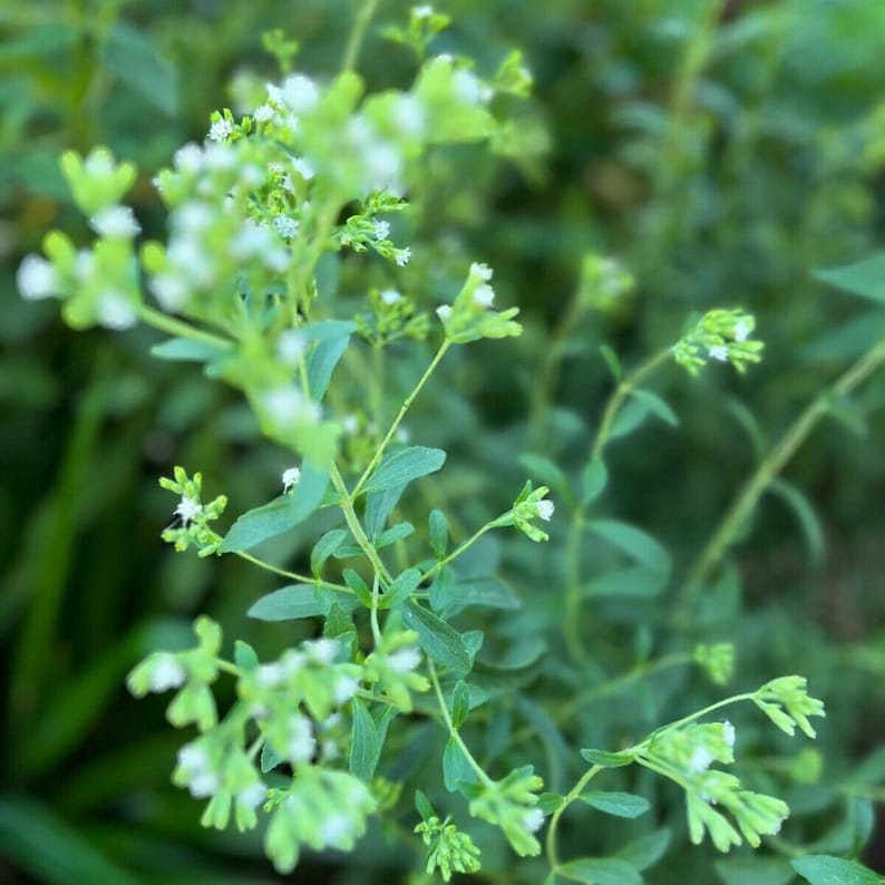Puede incluir: Primer plano de una planta verde con peque&ntilde;as flores blancas. La planta tiene muchos tallos y hojas, y las flores est&aacute;n agrupadas en peque&ntilde;os grupos.