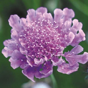 Scabiosa Live Plants, Healthy Starter Plant, Well-rooted Plugs For SALE, Wonderful Perennials for Your Garden
