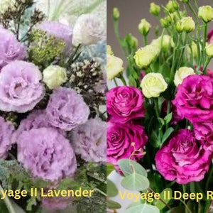 Lisianthus Live Plant, Healthy Starter Plant, Well Rooted Plug, Wonderful Color Collections & Long Lasting Fresh Cutting Flower