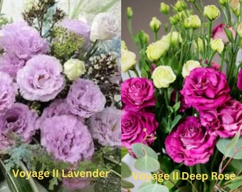 Lisianthus Live Plant, Healthy Starter Plant, Well Rooted Plug, Wonderful Color Collections & Long Lasting Fresh Cutting Flower
