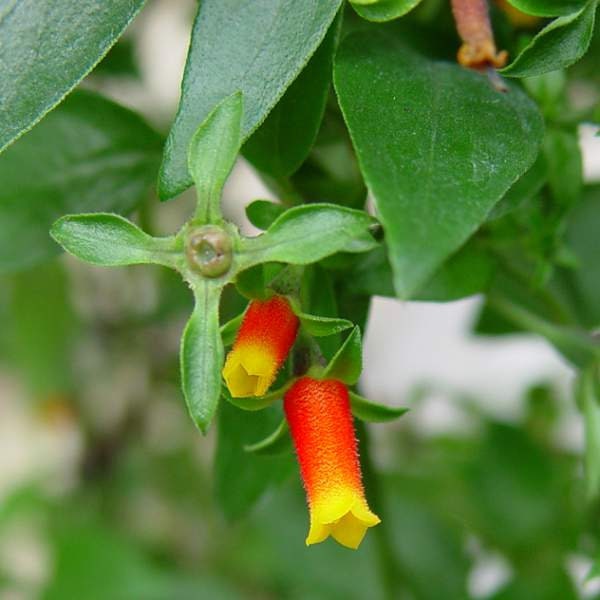 Candy Corn Plant Live, Firecracker Plant, Well-rooted Plug, Buy 5 Get 1 For FREE