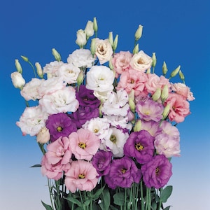 May include: A bouquet of lisianthus flowers in shades of pink, purple, and white. The flowers are arranged in a vase and are in full bloom.
