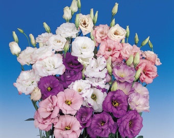 Lisianthus Plant - the ‘Rose Without Thorns’, Healthy Starter, Mother&#39;s Day Edition