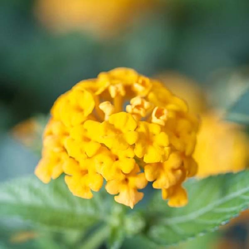 May include: A vibrant yellow lantana flower cluster featuring numerous small, four-petaled blossoms tightly packed together. The flower head displays a rounded shape with bright golden-yellow petals and green leaves visible at the base.