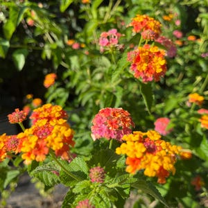 May include: Clusters of small, vibrant lantana flowers featuring a mix of bright yellow, orange, and pink petals. The blooms are arranged in rounded heads atop green, textured leaves and stems, creating a dense, colorful floral display.