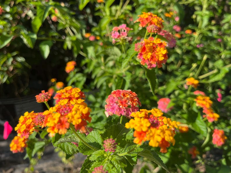 May include: Clusters of small, vibrant lantana flowers featuring a mix of bright yellow, orange, and pink petals. The blooms are arranged in rounded heads atop green, textured leaves and stems, creating a dense, colorful floral display.