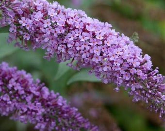 Buddleja Davidii Buzz (Butterfly Bush)  Live Plant, Well-rooted Starter Plants Buy 5 Get 1 For FREE