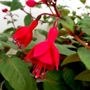 May include: A fuchsia plant featuring vibrant red, bell-shaped flowers with elongated petals and prominent stamens. The plant has deep green, oval-shaped leaves with visible veins and thin, reddish stems connecting the blossoms to the main branches.