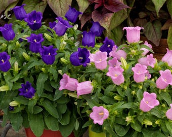 Campanula / Bellflower Plant Live, Perennial Flower, Well-rooted Starter Plug for Pollinator / Cut Flower Garden