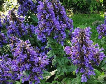 Nepeta ‘Neptune’ | Catmint Live Plant, Healthy Starter Plants for Pollinator Garden & Cottage Garden, Buy 5 Get 1 For FREE