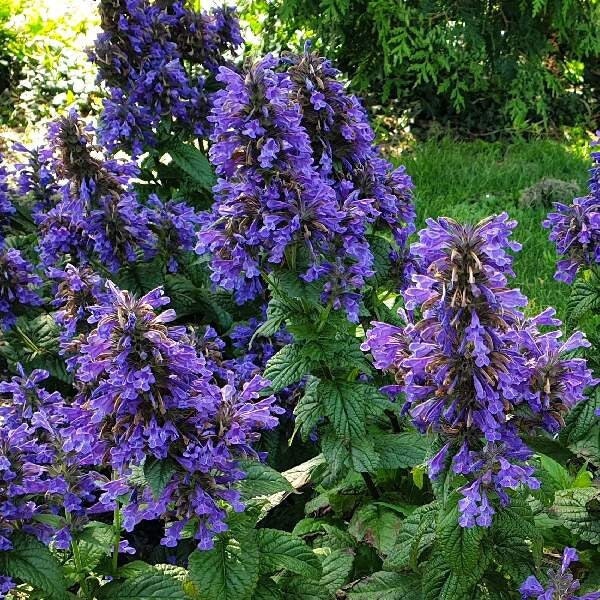 Nepeta ‘Neptune’ | Catmint Live Plant, Healthy Starter Plants for Pollinator Garden & Cottage Garden, Buy 5 Get 1 For FREE