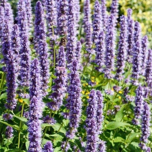 Agastache / Hummingbird Mint / Hyssop Live Plants, Healthy Starter Plants Buy 5 Get 1 For FREE Rugosa Crazy Fortune
