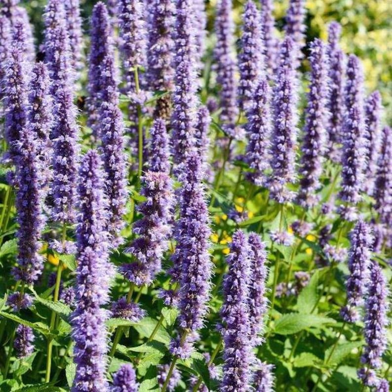 Agastache / Hummingbird Mint / Hyssop Live Plants, Healthy Starter Plants Buy 5 Get 1 For FREE Rugosa Crazy Fortune