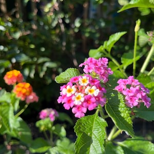 May include: A cluster of vibrant lantana flowers featuring small, multi-colored petals in shades of bright pink, magenta, white, and yellow, surrounded by textured green leaves on a plant with additional orange and pink flower clusters nearby.