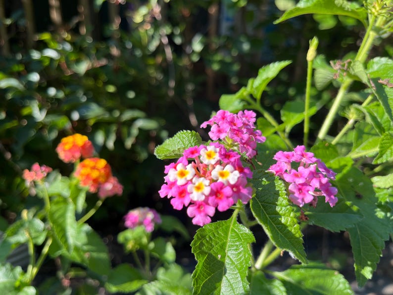 May include: A cluster of vibrant lantana flowers featuring small, multi-colored petals in shades of bright pink, magenta, white, and yellow, surrounded by textured green leaves on a plant with additional orange and pink flower clusters nearby.