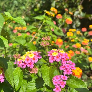 May include: A cluster of vibrant lantana flowers featuring small, multi-colored petals in shades of bright pink, magenta, and yellow. The flowers are arranged in rounded heads, surrounded by serrated green leaves on thin, upright stems in a garden.