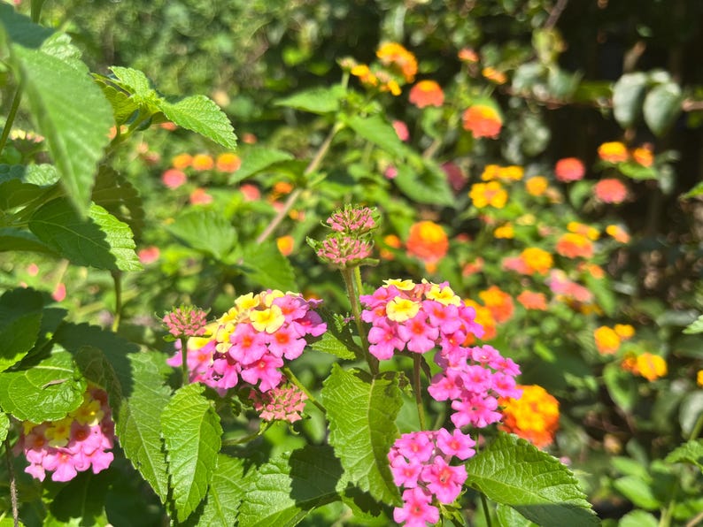 May include: A cluster of vibrant lantana flowers featuring small, multi-colored petals in shades of bright pink, magenta, and yellow. The flowers are arranged in rounded heads, surrounded by serrated green leaves on thin, upright stems in a garden.