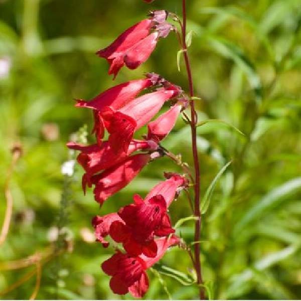 Penstemon| Foxglove Beardtongue | Beardtongue Live Plant, Healthy Starter Plant, Well-rooted Plant For Sale