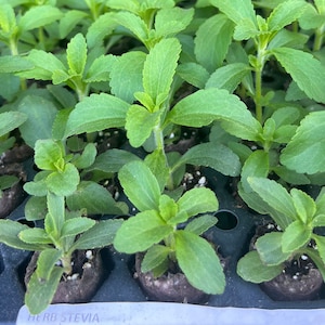 May include: Close-up of a tray of green stevia plant seedlings. The tray is black and has small, individual pots for each plant. The label on the tray reads "HERB STEVIA".