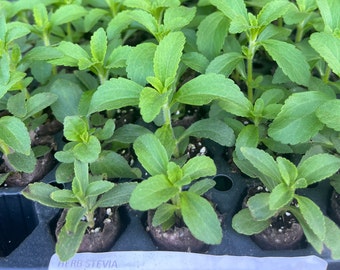 Herb Stevia Rebaudiana Live Plant, Well-rooted Plug Buy 5 Get 1 For FREE