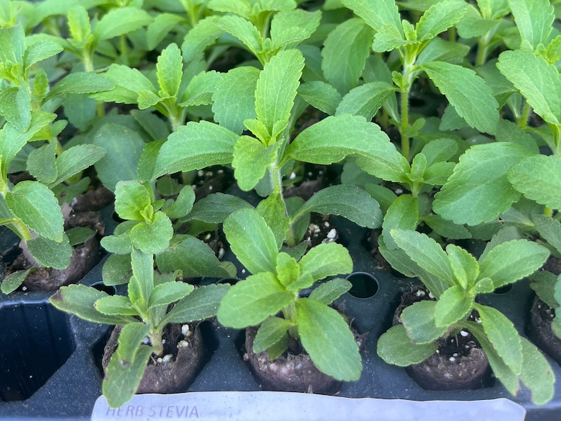 Puede incluir: Primer plano de una bandeja de pl&aacute;ntulas de planta de stevia verde. La bandeja es negra y tiene peque&ntilde;as macetas individuales para cada planta. La etiqueta en la bandeja dice "HERB STEVIA".