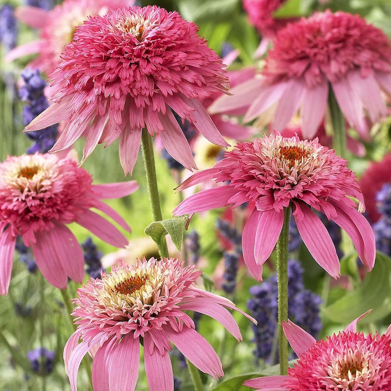 Echinacea Conefections 'Pink Double Delight' Coneflower Plant
