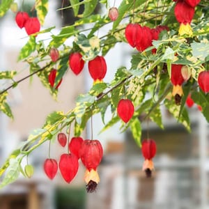 May include: Close-up of a flowering plant with vibrant red, bell-shaped flowers hanging from slender stems. The leaves are green with yellow variegation. The flowers have a yellow and brown base.