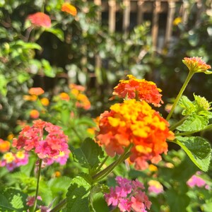 May include: Clusters of lantana flowers in vibrant shades of orange, yellow, and pink. The small, tubular blossoms are arranged in rounded heads atop green, textured stems with serrated leaves, captured in natural sunlight with a soft focus.