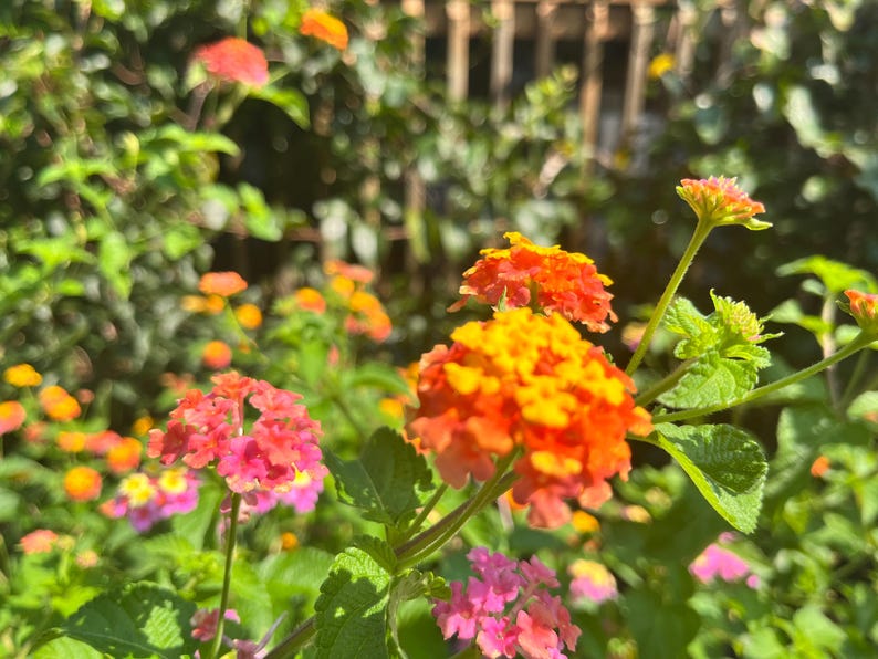 May include: Clusters of lantana flowers in vibrant shades of orange, yellow, and pink. The small, tubular blossoms are arranged in rounded heads atop green, textured stems with serrated leaves, captured in natural sunlight with a soft focus.