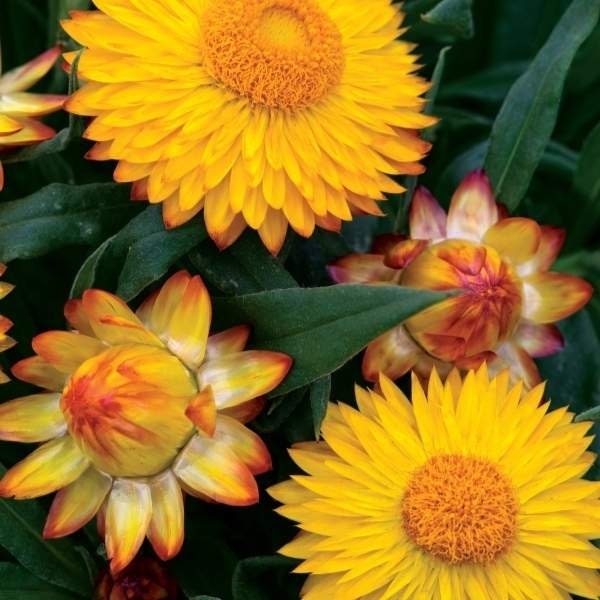 Strawflowers (Bracteantha) Bracteata Cottage Series Live Plant, Well-rooted Starter Plant, Everlasting Flower, Buy 5 Get 1 for FREE