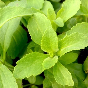 Puede incluir: Primer plano de hojas de stevia de color verde vibrante, que muestran su textura delicada y sus intrincadas venas.