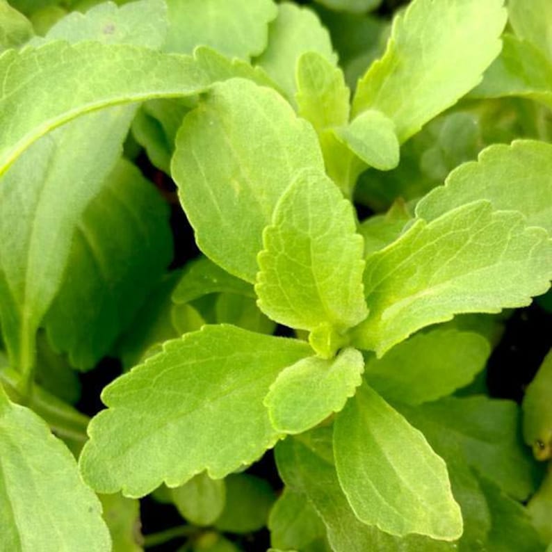 Puede incluir: Primer plano de hojas de stevia de color verde vibrante, que muestran su textura delicada y sus intrincadas venas.