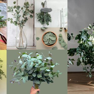 Fresh Eucalyptus Shower Bundle, Aromatic Eucalyptus Bunch for Decor ...