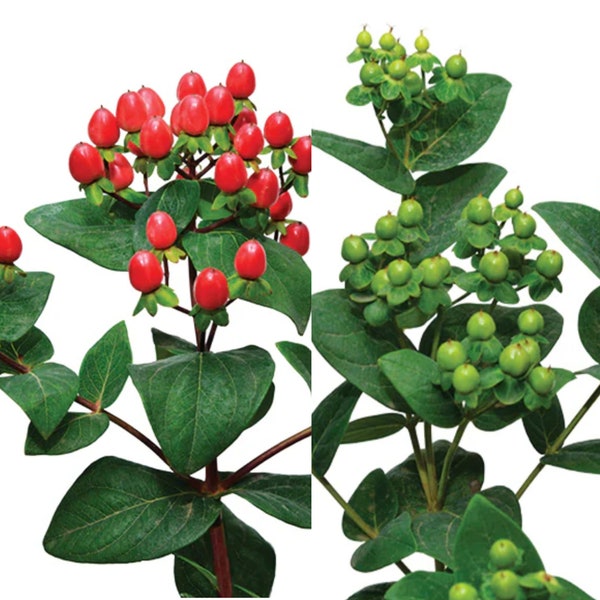 Hypericum Berries Live Plants, Rare Plant for Cut Flower Garden, Healthy Starter Ready to Plant