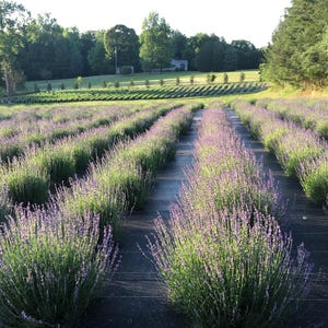 Puede incluir: Un campo de plantas de lavanda en hileras con flores moradas en flor. El campo está rodeado de árboles y una casa en la distancia.