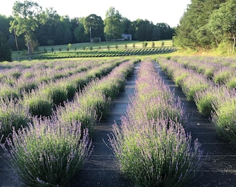 PRE ORDER Lavender Live Plants, Spa Plants, Aromatic Herb, Well Rooted Plugs, Healthy Starter Lavender Plants