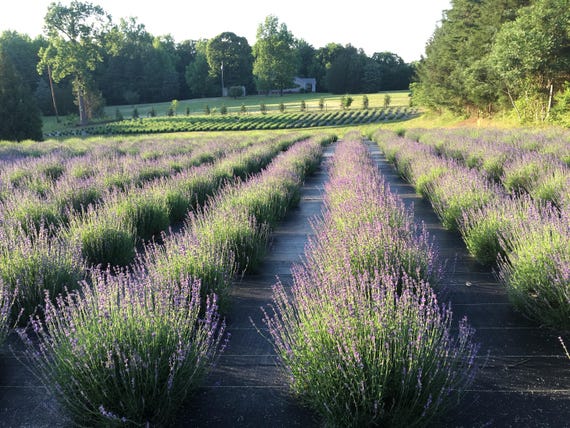 PRE ORDER Lavender Live Plants, Spa Plants, Aromatic Herb, Well Rooted  Plugs, Healthy Starter Lavender Plants - Etsy