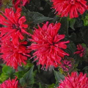 Monarda Bee Balm Live Plant – Pollinator Favorite | Attracts Bees, Hummingbirds & Butterflies | Perennial Garden Flower