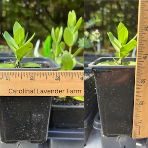 May include: A close-up of a small plant in a black square pot. The plant has bright green leaves. A wooden ruler is placed next to the plant, measuring approximately 3 inches. The text "Carolinal Lavender Farm" is printed on the ruler.
