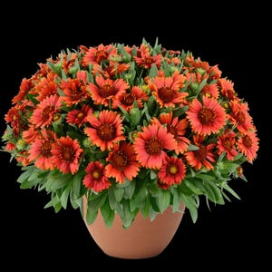 May include: A terracotta pot filled with vibrant orange and red Gaillardia flowers. The flowers have a dark center and are surrounded by green foliage. The pot is round and sits against a black background.