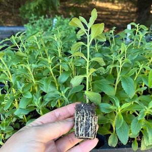 Puede incluir: Primer plano de una mano sosteniendo una peque&ntilde;a planta de stevia en maceta. La planta tiene hojas verdes y una bola de ra&iacute;ces marr&oacute;n. La planta est&aacute; rodeada de otras plantas de stevia en una bandeja negra.