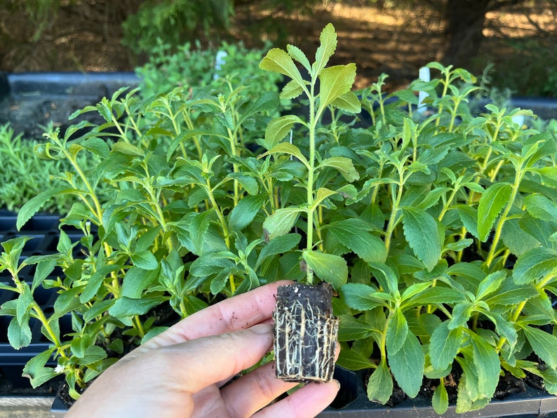 Puede incluir: Primer plano de una mano sosteniendo una peque&ntilde;a planta de stevia en maceta. La planta tiene hojas verdes y una bola de ra&iacute;ces marr&oacute;n. La planta est&aacute; rodeada de otras plantas de stevia en una bandeja negra.