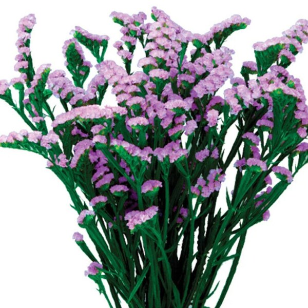 Limonium Statice Plant or Sea Lavender, Healthy Starter, Long-lasting Flower, Monther's Day Gift