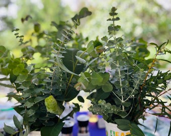 May include: A collection of fresh eucalyptus branches with rounded, sage-green leaves arranged in white containers. The stems feature a mix of silver-green foliage with varying leaf shapes, creating a dense, layered botanical display of greenery.