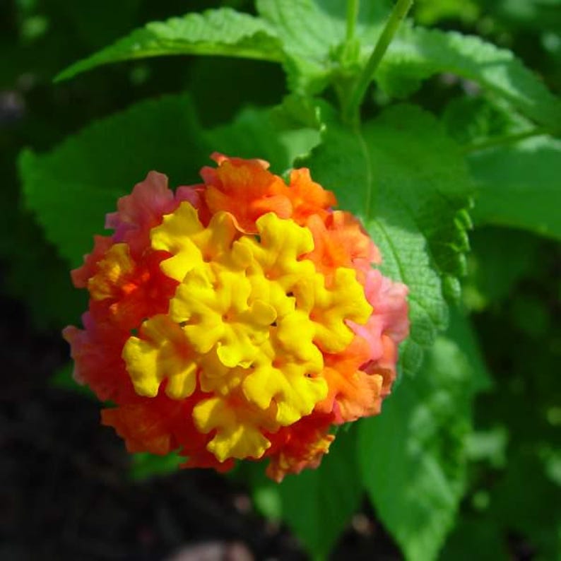May include: A vibrant lantana flower cluster featuring a dense arrangement of small, tubular blossoms. The center displays bright yellow petals, transitioning to shades of orange and soft pink toward the outer edges, set against green leaves.