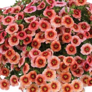 Puede incluir: Primer plano de un grupo de flores de Calibrachoa, también conocidas como Million Bells. Las flores son una mezcla de tonos rosa, melocotón y rojo, con un patrón en forma de estrella en el centro. Los pétalos tienen una textura delicada, similar al papel.