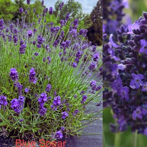 Blue Spear Lavender Plant Live, Healthy Starter Ready to Transplant, Fragrant Royal Blue Flower