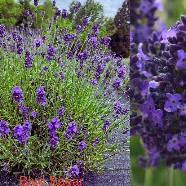 Blue Spear Lavender Plant Live, Healthy Starter Ready to Transplant, Fragrant Royal Blue Flower