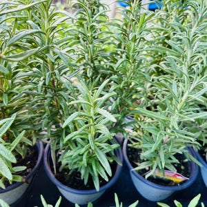Herb Organic Rosemary Live Plant, Healthy Starter Plants